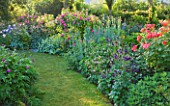 ANDRE EVE ROSE NURSERY  FRANCE: BORDER OF AQUILEGIAS AND ROSES BESIDE GRASS PATH. ON RIGHT IS ROSE - ROSA JOSEPHS COAT