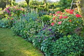 ANDRE EVE ROSE NURSERY  FRANCE: BORDER OF AQUILEGIAS AND ROSES BESIDE GRASS PATH. ON RIGHT IS ROSE - ROSA JOSEPHS COAT