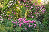 ANDRE EVE ROSE NURSERY  FRANCE: PERGOLA WITH ROSA PINK CLOUD AND ROSA ROVILLE. IN CENTRE AND AT FRONT IS ROSA BELLE AU BOIS DORMANT