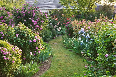 ANDRE_EVE_ROSE_NURSERY__FRANCE_ROSES_BESIDE_A_GRASS_PATH_LEFT_TO_RIGHT__ROSA_SPONG__ROSA_MARIE_DE_BL