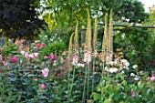 ANDRE EVE ROSE NURSERY  FRANCE: BORDER WITH EREMURUS  ROSA ROVILLE   ROSA TAUSENDSCHON AND ROSA MONSIEUR DE MOURAND