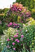 ANDRE EVE ROSE NURSERY  FRANCE: PERGOLA WITH ROSA PINK CLOUD AND IN FRONT IS ROSA ROVILLE AND ROSA BELLE AU BOIS DORMANT