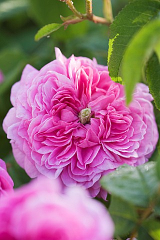 ANDRE_EVE_ROSE_NURSERY__FRANCE_ROSE__CLOSE_UP_OF_THE_PINK_FLOWERS_OF_ROSA_PRESIDENT_DE_SEZE