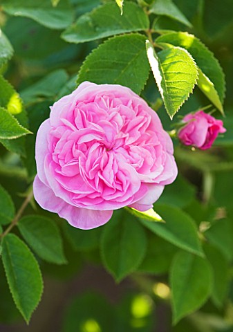 ANDRE_EVE_ROSE_NURSERY__FRANCE_ROSE__CLOSE_UP_OF_THE_PINK_FLOWERS_OF_ROSA_JOHN_CLARE__DAVID_AUSTIN_R