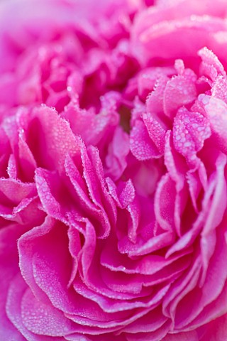 ANDRE_EVE_ROSE_NURSERY__FRANCE_ROSE__CLOSE_UP_OF_THE_PINK_FLOWER_OF_ROSA_JOHN_CLARE__DAVID_AUSTIN_RO