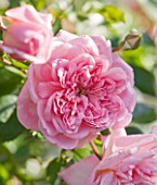ANDRE EVE ROSE NURSERY  FRANCE: ROSE - CLOSE UP OF THE PINK FLOWER OF ROSA PAUL TRANSON