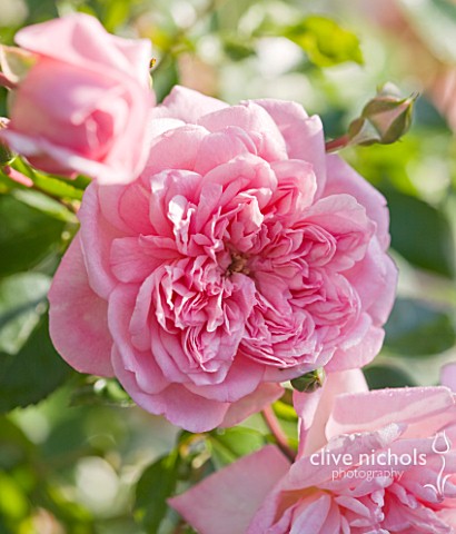 ANDRE_EVE_ROSE_NURSERY__FRANCE_ROSE__CLOSE_UP_OF_THE_PINK_FLOWER_OF_ROSA_PAUL_TRANSON