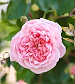 ANDRE EVE ROSE NURSERY  FRANCE: ROSE - CLOSE UP OF THE PINK FLOWER OF ROSA PAUL TRANSON