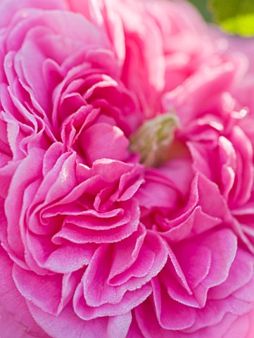 ANDRE_EVE_ROSE_NURSERY__FRANCE_ROSE__CLOSE_UP_OF_THE_PINK_FLOWER_OF_ROSA