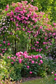 ANDRE EVE ROSE NURSERY  FRANCE: PERGOLA WITH ROSES - ROSA PINK CLOUD   ROSA ROVILLE CLIMBING AND IN FRONT ROSA BELLE AU BOIS DORMANT