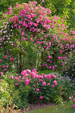 ANDRE_EVE_ROSE_NURSERY__FRANCE_PERGOLA_WITH_ROSES__ROSA_PINK_CLOUD___ROSA_ROVILLE_CLIMBING_AND_IN_FR