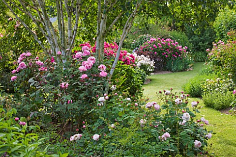 ANDRE_EVE_ROSE_NURSERY__FRANCE_BORDER_WITH_ROSES_BESIDE_GRASS_PATH_ROSES_NUR_MAHAL__WHITE_DAVID_AUST