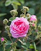 ANDRE EVE ROSE NURSERY  FRANCE: THE PINK FLOWER OF ROSE - ROSA CENTIFOLIA VAR CRISTATA - THE CRESTED ROSE