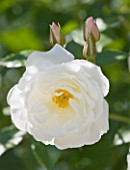 ANDRE EVE ROSE NURSERY  FRANCE: THE WHITE FLOWER OF ROSE - ROSA ICEBERG