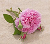 ANDRE EVE ROSE NURSERY  FRANCE: STILL LIFE CLOSE UP OF PINK FLOWER OF ROSE - ROSA COMTE DE CHAMBORD