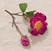 ANDRE EVE ROSE NURSERY  FRANCE: STILL LIFE CLOSE UP OF FLOWER OF GALLICA  ROSE - ROSA LA BELLE SULTANE