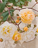ANDRE EVE ROSE NURSERY  FRANCE: CLOSE UP OF THE FLOWERS OF THE ROSE - ROSA GHISLAINE DE FELIGONDE