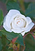 ANDRE EVE ROSE NURSERY  FRANCE: CLOSE UP OF THE WHITE ROSE - ROSA MME ALFRED CARRIERE - DAVID AUSTIN ROSE. SEMI- DOUBLE  CLIMBER