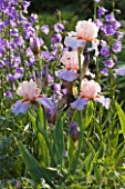 ANDRE EVE GARDEN  FRANCE - CAYEUX IRIS FRENCH CANCAN AND CAMPANULA PERSICIFOLIA