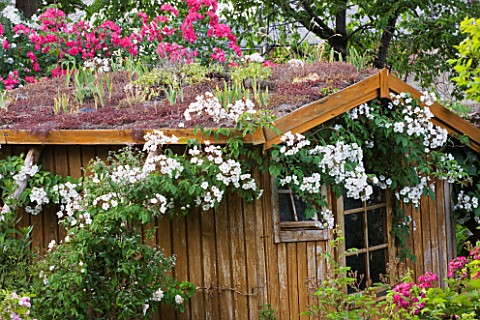 ANDRE_EVE_GARDEN__FRANCE__SHED_WITH_LIVING_ROOF_OF_SEDUMS
