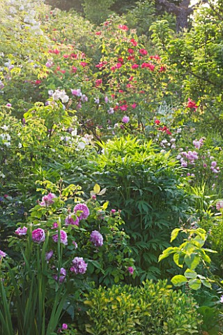 ANDRE_EVE_GARDEN__FRANCE__ROSES_AND_PEONIES