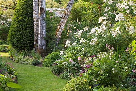ANDRE_EVE_GARDEN__FRANCE__WHITE_ROSES_AND_SILVER_BIRCH