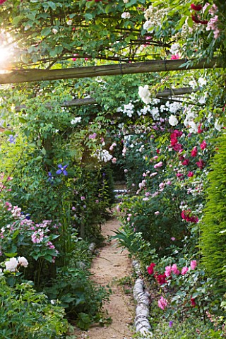 ANDRE_EVE_GARDEN__FRANCE__ROSE_COVERED_PERGOLA_AND_PATH