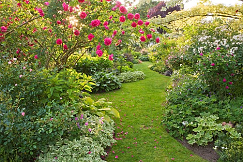 ANDRE_EVE_GARDEN__FRANCE__GRASS_PATH_SURROUNDED_BY_ROSA_CERISE_BOUQUET_AND_ROSA_SOURIRE_DORCHIDEE