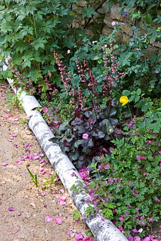ANDRE_EVE_GARDEN__FRANCE__HEUCHERAS_AND_GERANIUMS_BESIDE_PATH_EDGED_WITH_SILVER_BIRCH_LOGS