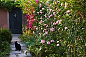 LES CONFINES  PROVENCE  FRANCE - DESIGNER: DOMINIQUE LAFOURCADE - BLACK CAT ON PATH WITH ROSES AND DOORWAY