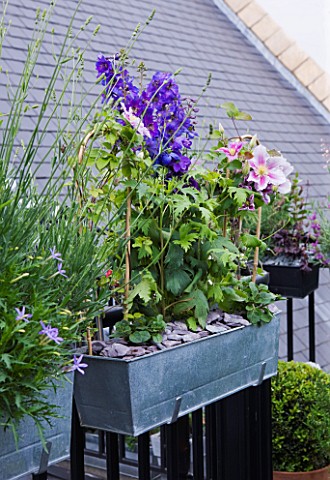 THE_BALCONY_GARDENER__ISABELLE_PALMER__BALCONY__WITH_WINDOW_BOX_PLANTED_WITH_CLEMATIS_AND_DELPHINIUM