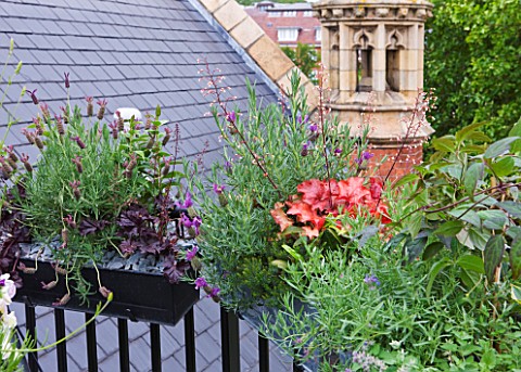 THE_BALCONY_GARDENER__ISABELLE_PALMER__WINDOW_BOXES_ON_THE_BALCONY_WITH_LAVENDER_AND_HEUCHERA