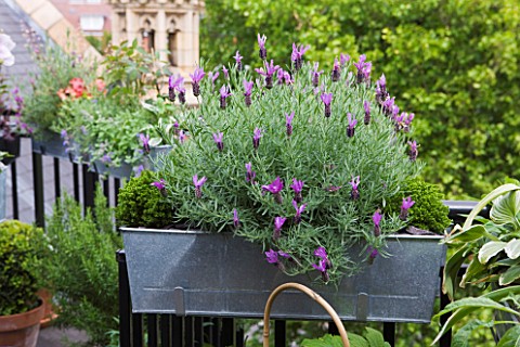 THE_BALCONY_GARDENER__ISABELLE_PALMER__ZINC_CONTAINER_WINDOW_BOX__WITH_LAVENDER_ON_THE_BALCONY