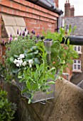 THE BALCONY GARDENER - ISABELLE PALMER - WINDOW BOX PLANTED WITH LAVENDER