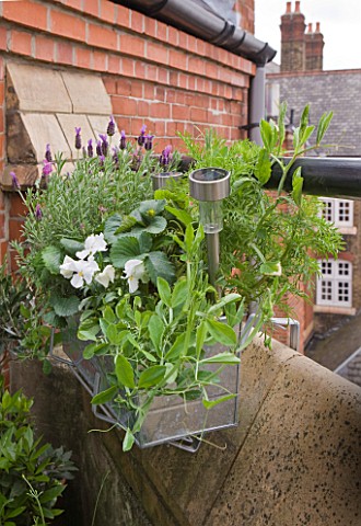 THE_BALCONY_GARDENER__ISABELLE_PALMER__WINDOW_BOX_PLANTED_WITH_LAVENDER