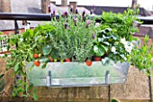 THE BALCONY GARDENER - ISABELLE PALMER - ZINC WINDOW BOX PLANTED WITH FRENCH LAVENDER AND STRAWBERRIES