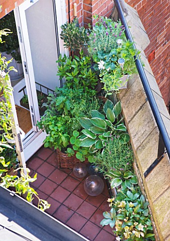 THE_BALCONY_GARDENER__ISABELLE_PALMER__SMALL_BALCONY_WITH_CONTAINERS_PLANTED_WITH_HOSTAS_AND_HELLEBO