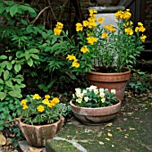 TERRACOTTA POTS WITH YELLOW PLANTING: (L-R) FRENCH MARIGOLDS (TAGETES)  PANSIES AND WALLFLOWERS (CHEIRANTHUS)