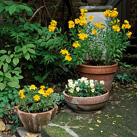 TERRACOTTA_POTS_WITH_YELLOW_PLANTING_LR_FRENCH_MARIGOLDS_TAGETES__PANSIES_AND_WALLFLOWERS_CHEIRANTHU
