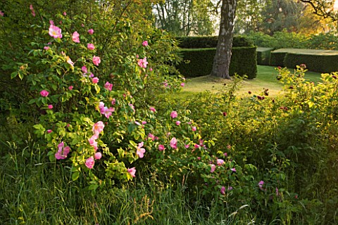 ASTHALL_MANOR__OXFORDSHIRE_ROSES_IN_THE_WILD_PART_OF_THE_GARDEN