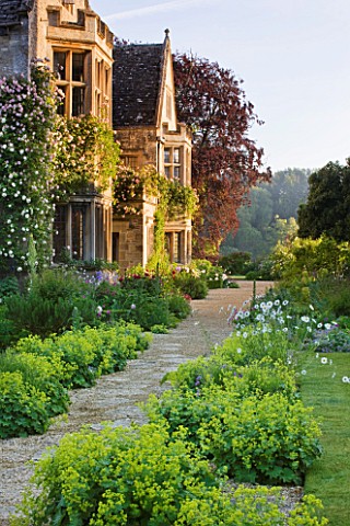 ASTHALL_MANOR__OXFORDSHIRE_ALCHEMILLA_MOLLIS_BESIDE_THE_PATH_AT_THE_FRONT_OF_THE_HOUSE