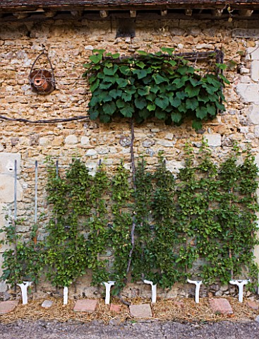 PRIEURE_NOTREDAME_DORSAN__FRANCE_VITIS_COIGNETIAE_TRAINED_AGAINST_THE_STONE_WALLS_OF_THE_PRIORY