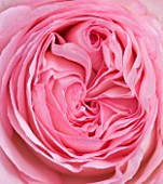 PRIEURE NOTRE-DAME DORSAN  FRANCE: CLOSE UP OF PINK ROSE  ROSA PIERRE DE RONSARD
