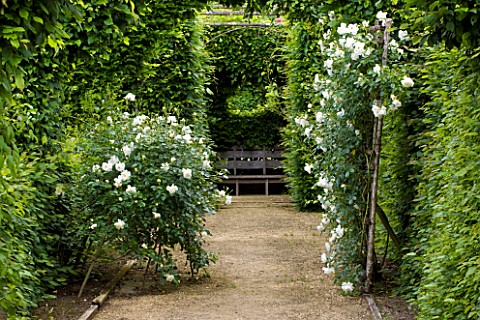 PRIEURE_NOTREDAME_DORSAN__FRANCE_HORNBEAM_HEDGES_AND_ROSE_CITY_OF_YORK_AND_WOODEN_SEAT_BENCH