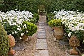 DESIGNER MICHEL SEMINI  PROVENCE  FRANCE: MAS THEO - THE SWIMMING POOL GARDEN WITH PATH THROUGH GRAVEL AND TERRACOTTA CONTAINERS PLANTED WITH WHITE ROSES TO COURTYARD BEYOND