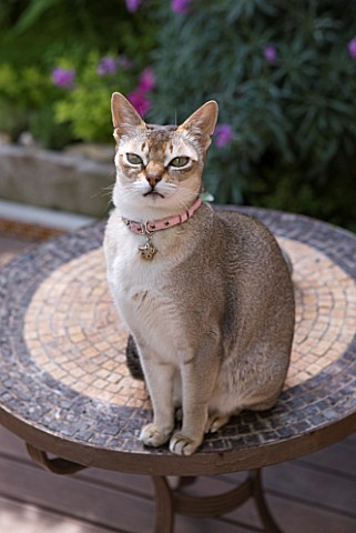 KARLA_NEWELL_GARDEN__BRIGHTON_SMALL_TOWN_GARDEN__MIXIE_THE_ABYSSINIAN_CAT