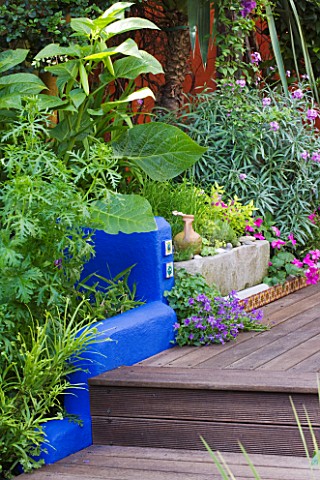 KARLA_NEWELL_GARDEN__BRIGHTON_SMALL_TOWN_GARDEN__BLUE_PAINTED_WALL_RAISED_BED_BESIDE_WOODEN_DECKING_