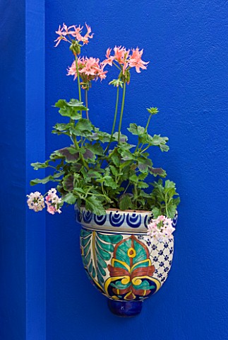 KARLA_NEWELL_GARDEN__BRIGHTON_SMALL_TOWN_GARDEN__BLUE_PAINTED_WALL_WITH_CERAMIC_PLANTER_PLANTED_WITH