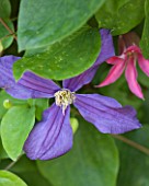 KARLA NEWELL GARDEN  BRIGHTON: SMALL TOWN GARDEN - CLOSE UP OF CLEMATIS DURANDII WITH CLEMATIS TEXENSIS PRINCESS DIANA BEHIND