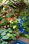 KARLA NEWELL GARDEN  BRIGHTON: SMALL TOWN GARDEN - BLUE AND ORANGE RENDERED WALLS   WOODEN PERGOLA AND HOSTAS ABOVE MOSAIC POOL